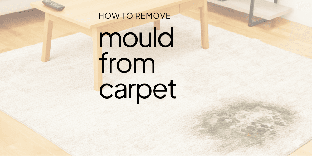 mould-on-carpet.png